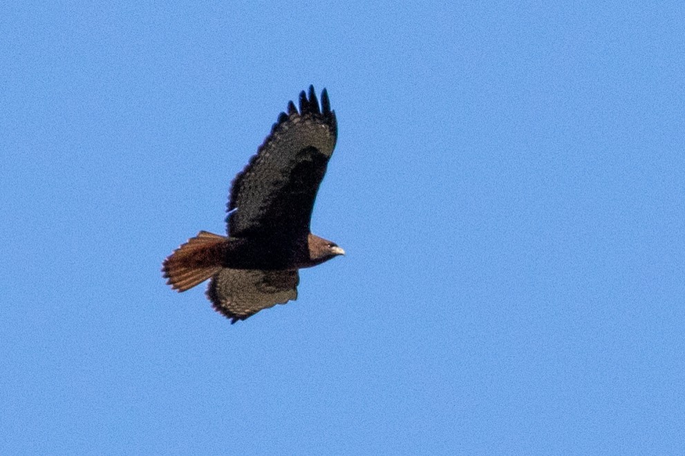 Red-tailed Hawk - ML315144441