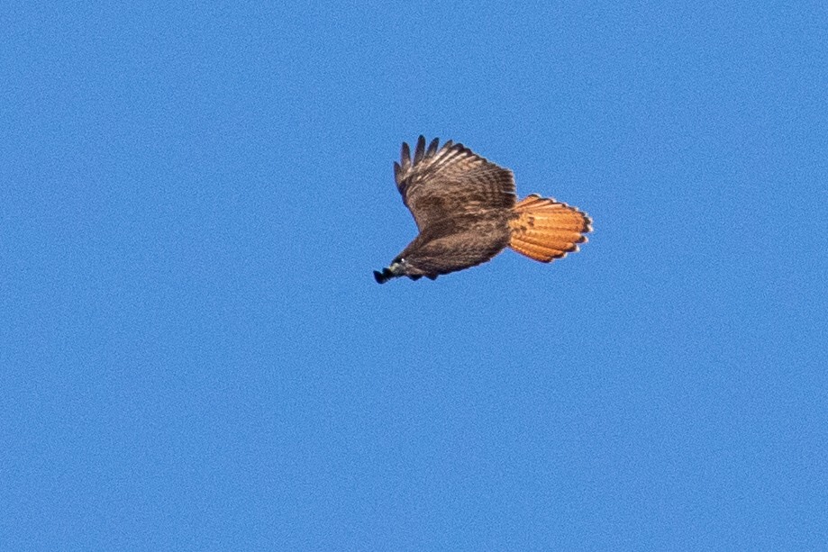Red-tailed Hawk - ML315144821
