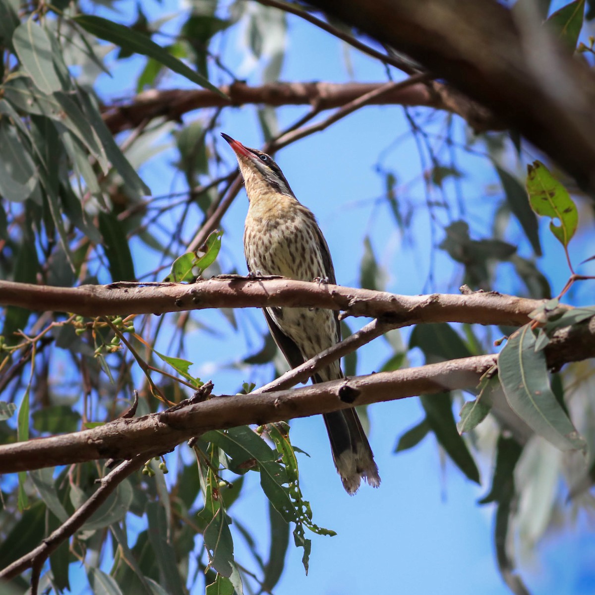 Spiny-cheeked Honeyeater - Ged Tranter
