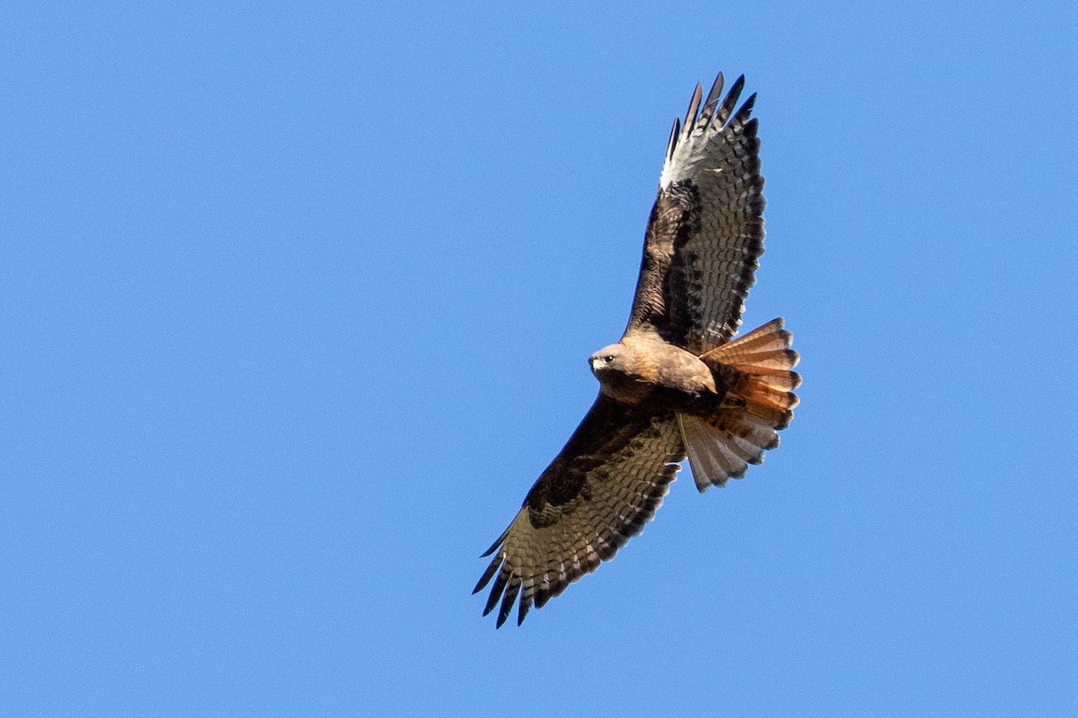 Red-tailed Hawk - ML315145181