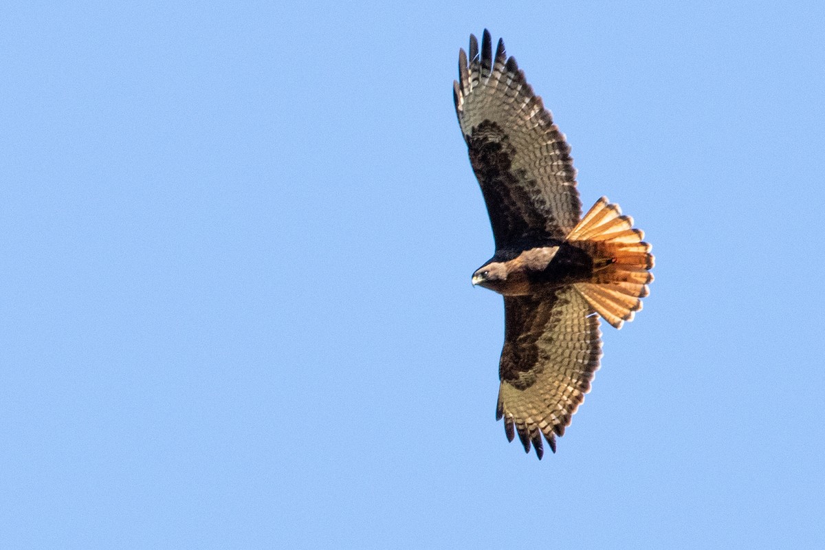 Red-tailed Hawk - ML315145471