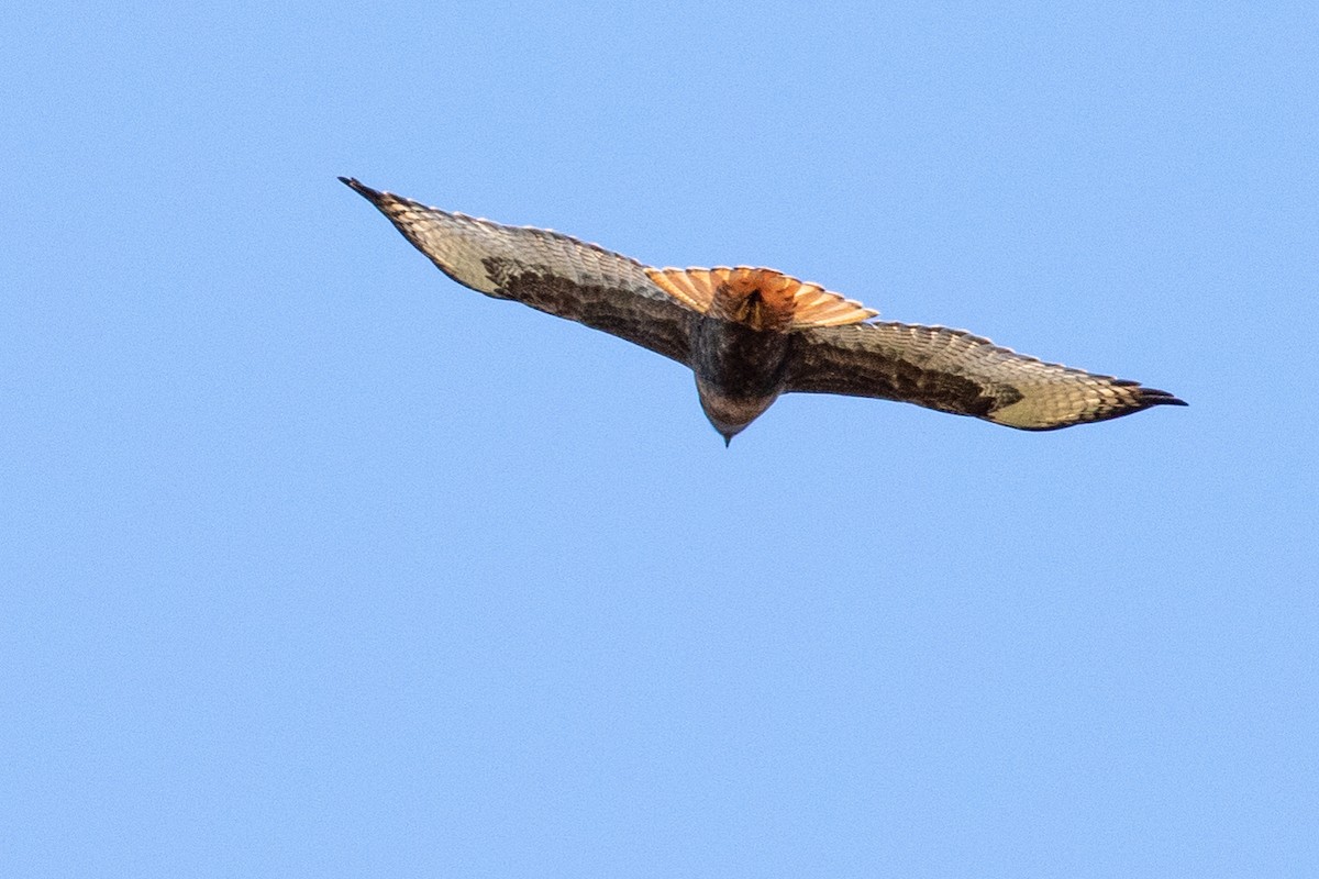 Red-tailed Hawk - ML315146901