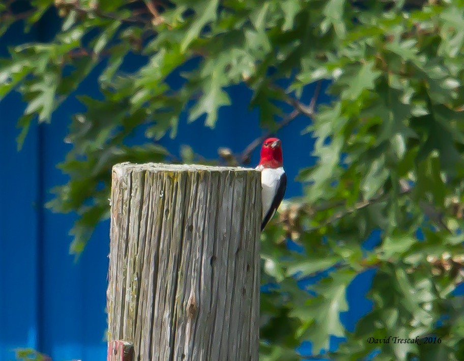 Red-headed Woodpecker - David Trescak