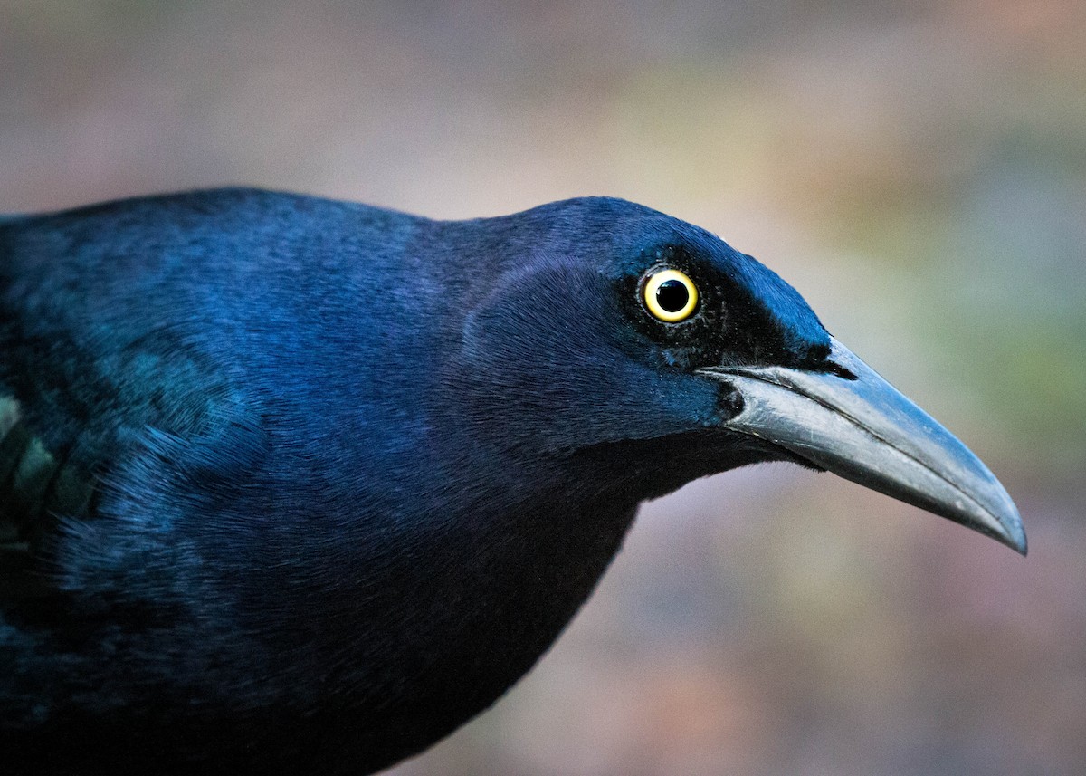 Great-tailed Grackle - ML315152401