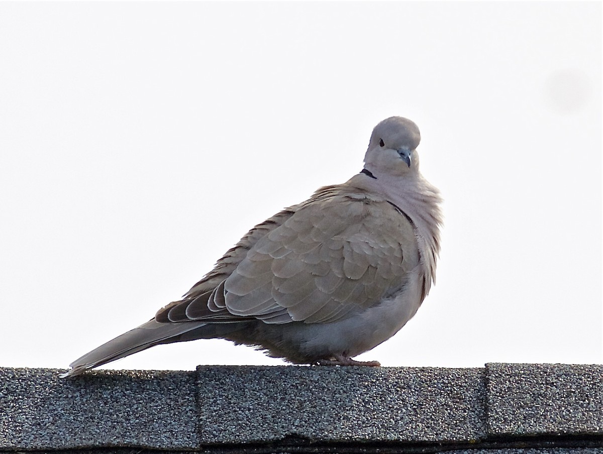 Eurasian Collared-Dove - ML315153881