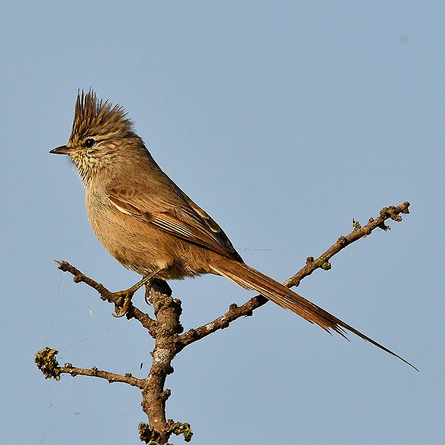 Tufted Tit-Spinetail - ML315155651