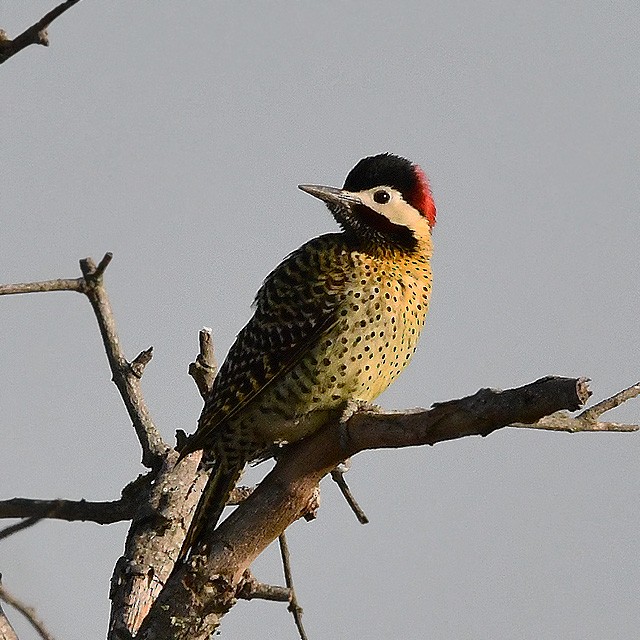 Green-barred Woodpecker - Andrés Cecconi