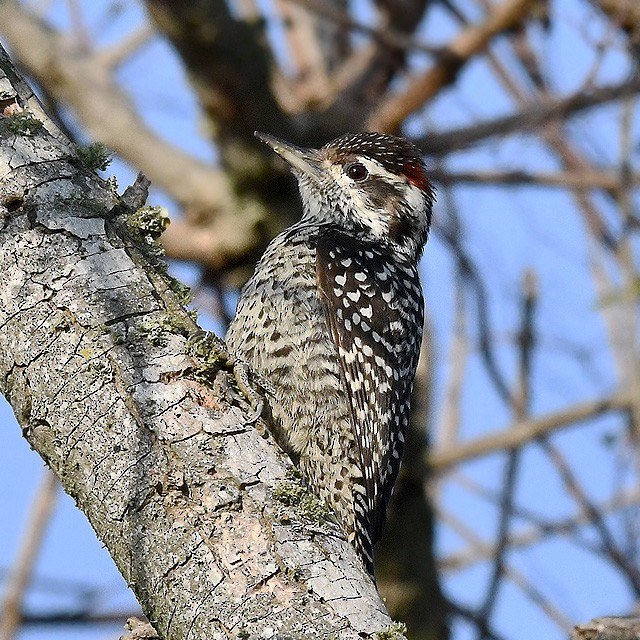 Checkered Woodpecker - ML315155791