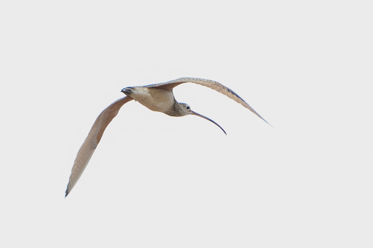 Long-billed Curlew - ML315155831
