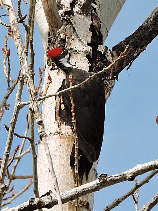 Pileated Woodpecker - ML315158811