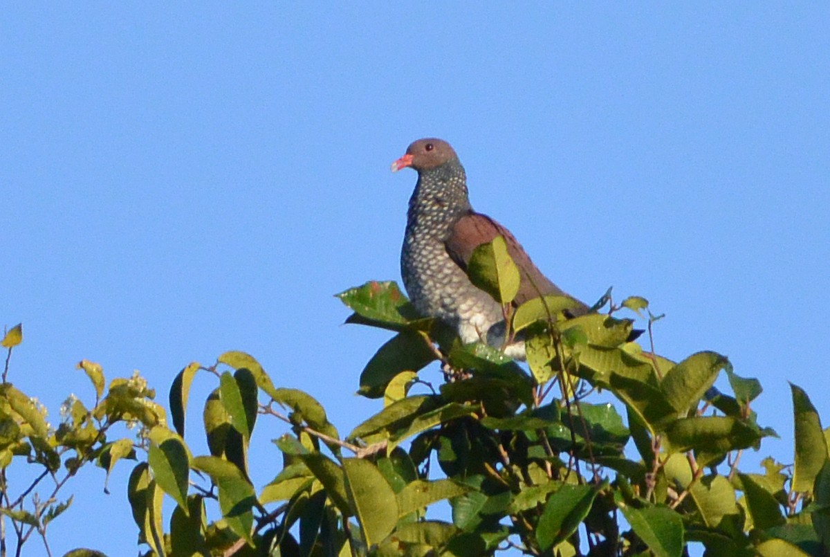 Scaled Pigeon - ML315160841