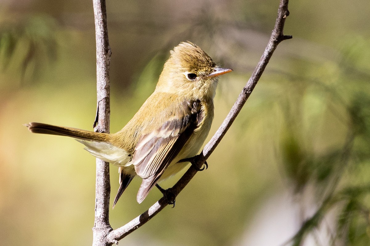 Western Flycatcher (Pacific-slope) - Sue Wright