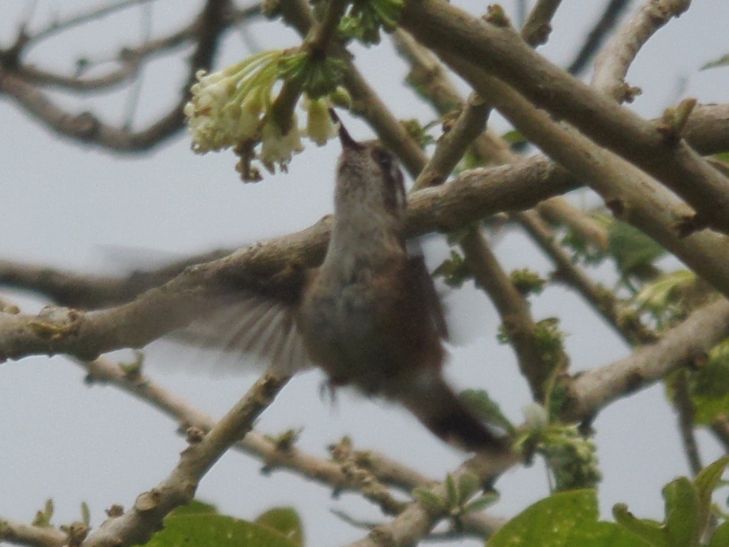 Speckled Hummingbird - ML315163091