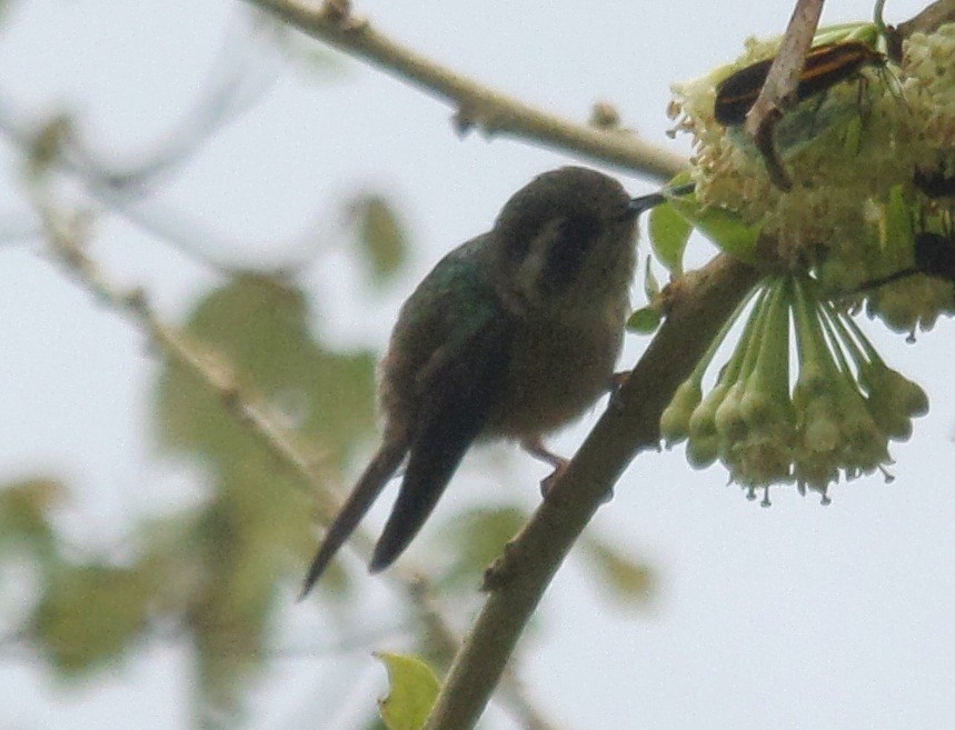 Speckled Hummingbird - ML315163211