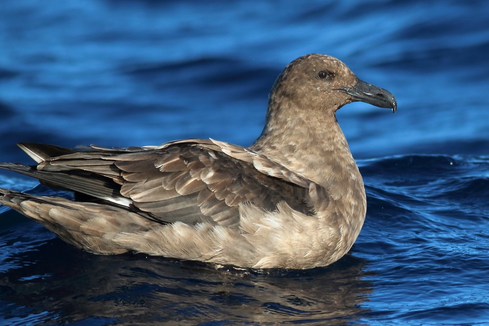 eBird Checklist - 15 Jul 2016 - Kiama 10' Cell - 13 species (+1 other taxa)