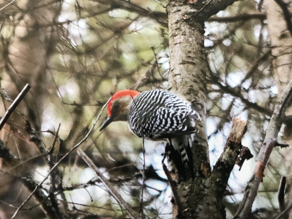 Red-bellied Woodpecker - Alice Oliver