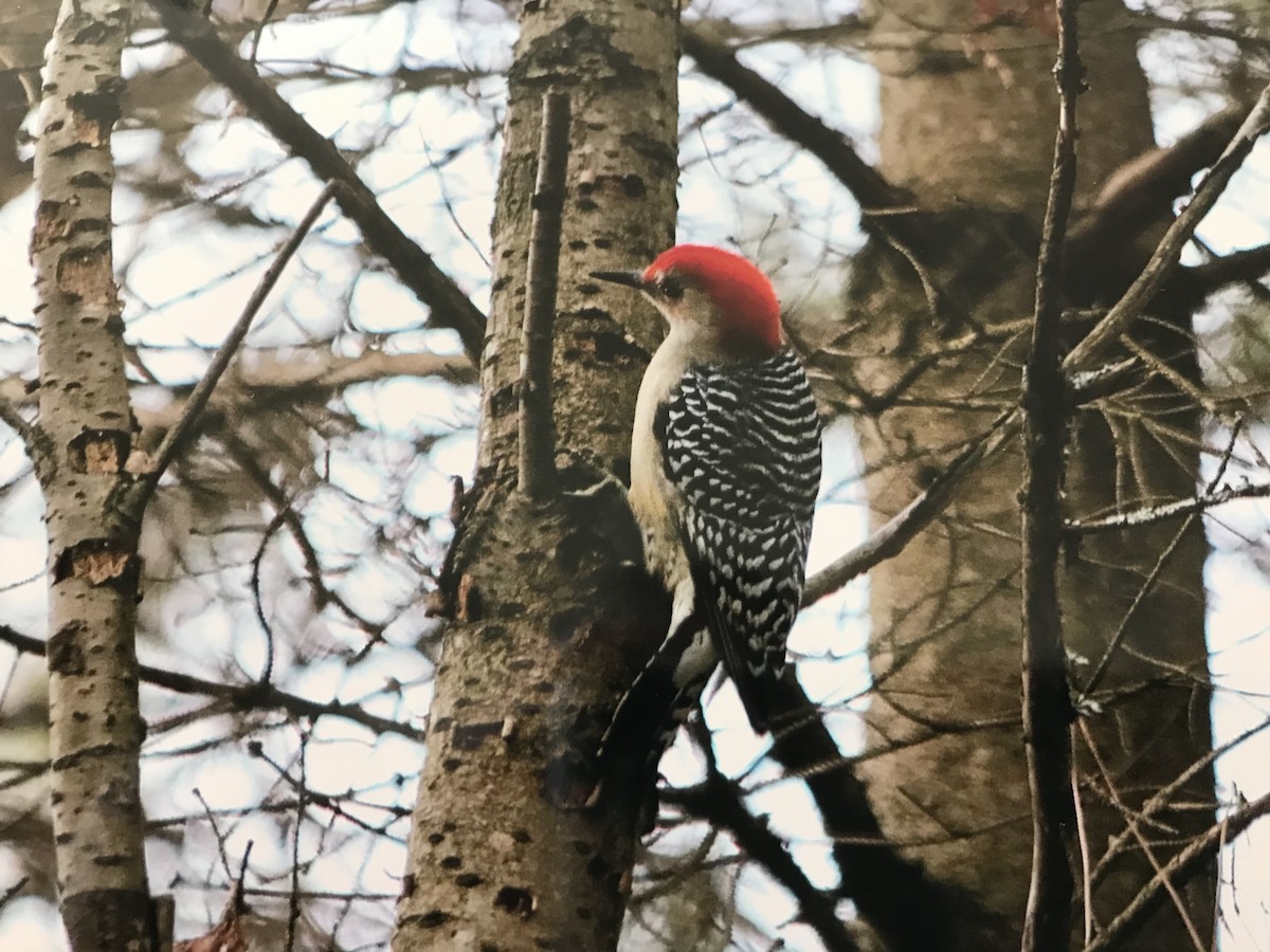 Red-bellied Woodpecker - Alice Oliver
