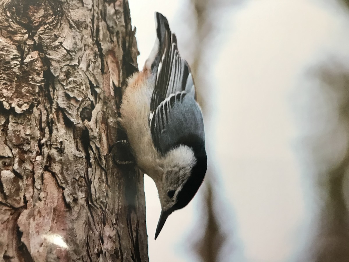 White-breasted Nuthatch - ML315171431