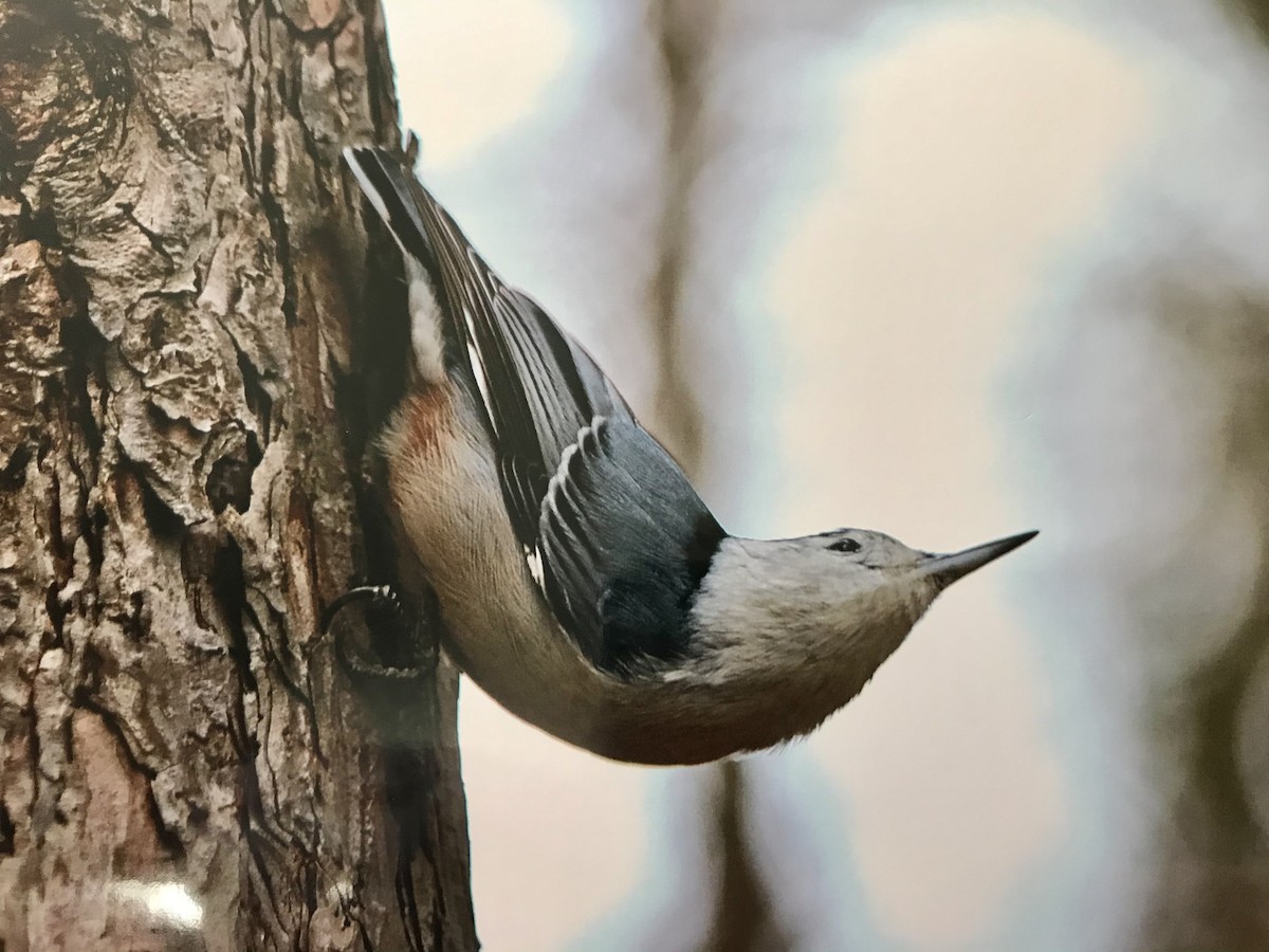 White-breasted Nuthatch - ML315171601