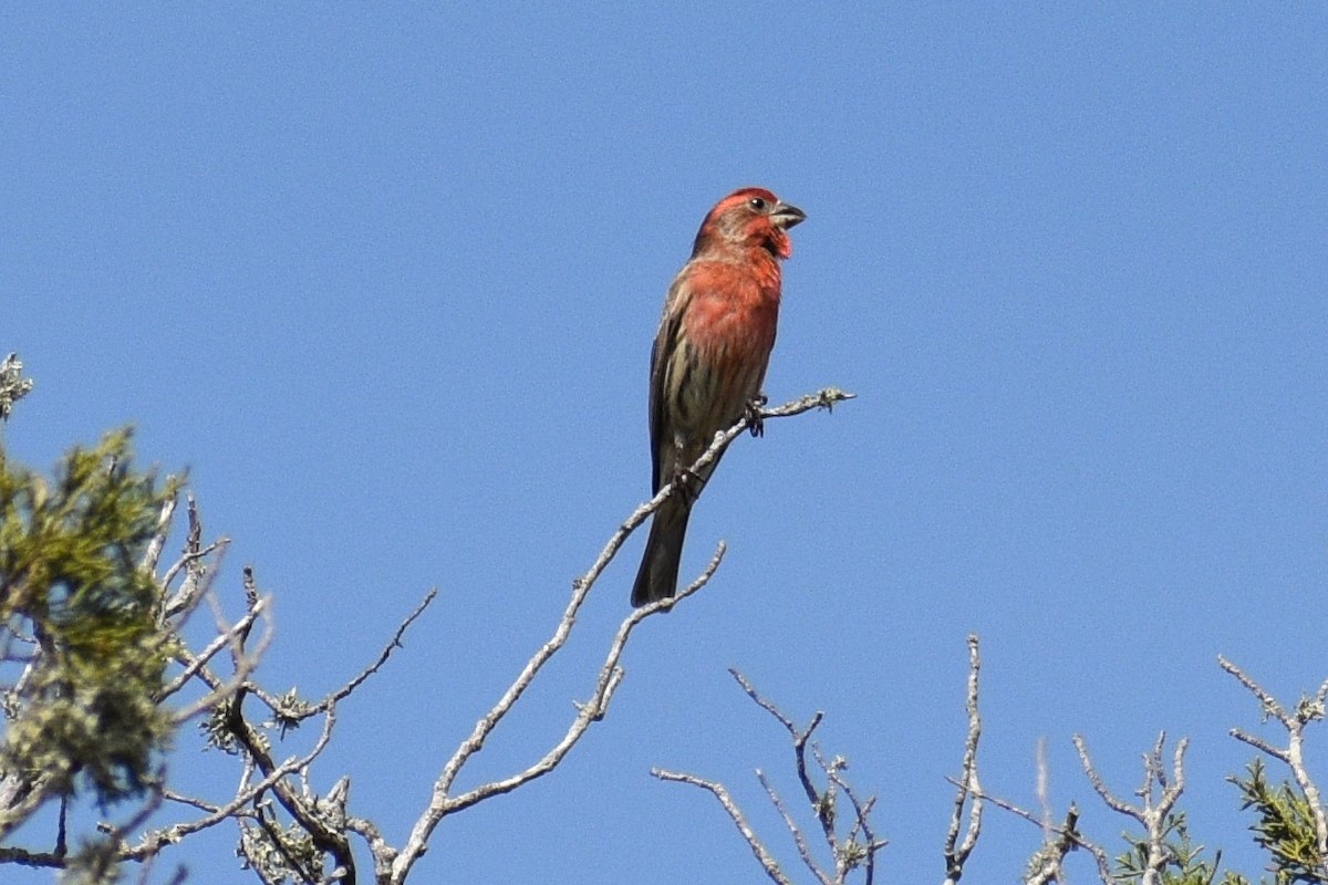 House Finch - Terry Bohling