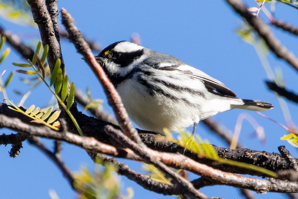 Black-throated Gray Warbler - Sue Wright