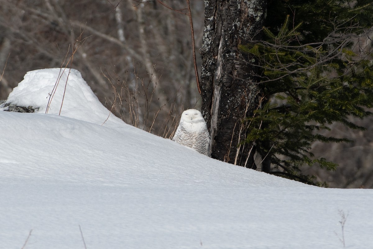 Snowy Owl - Richard Littauer