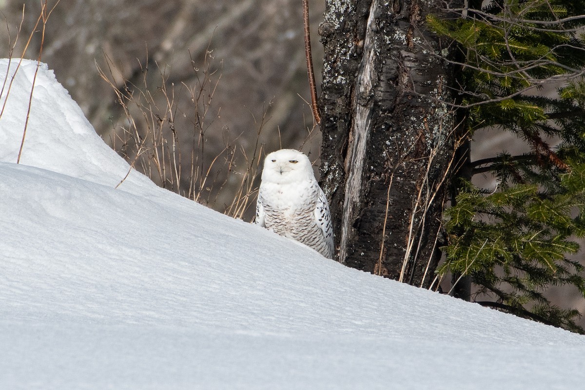 Snowy Owl - Richard Littauer