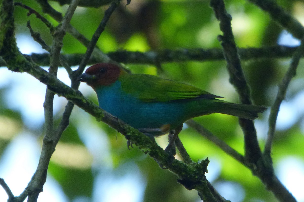 Bay-headed Tanager - ML315180051