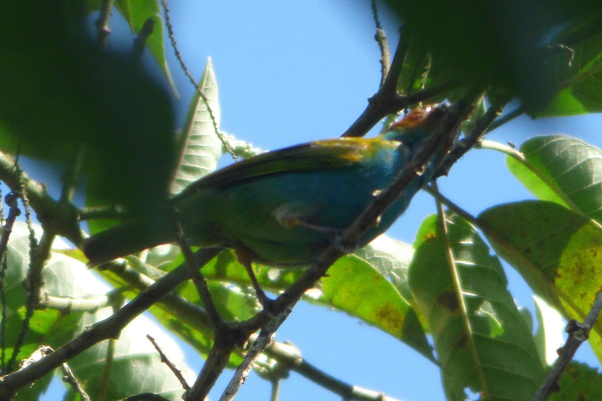 Bay-headed Tanager - ML315180081
