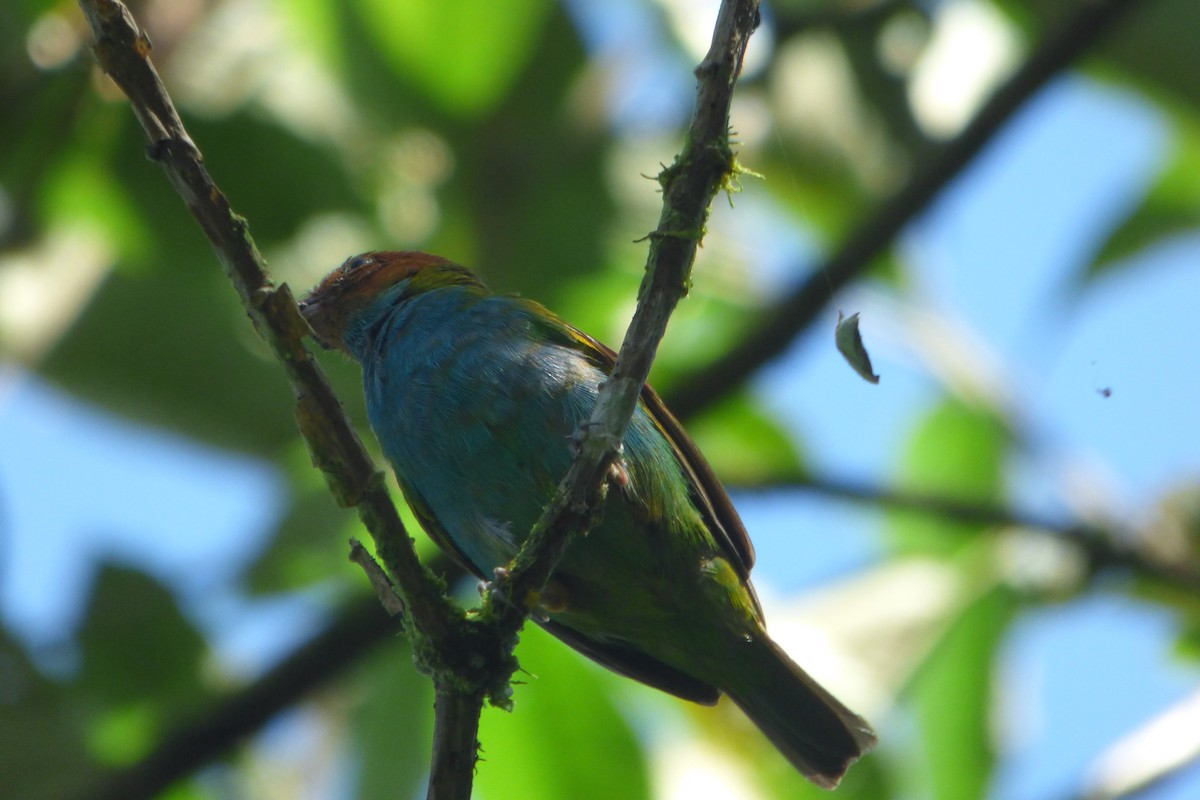 Bay-headed Tanager - ML315180091