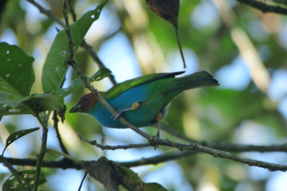 Bay-headed Tanager - ML315180101