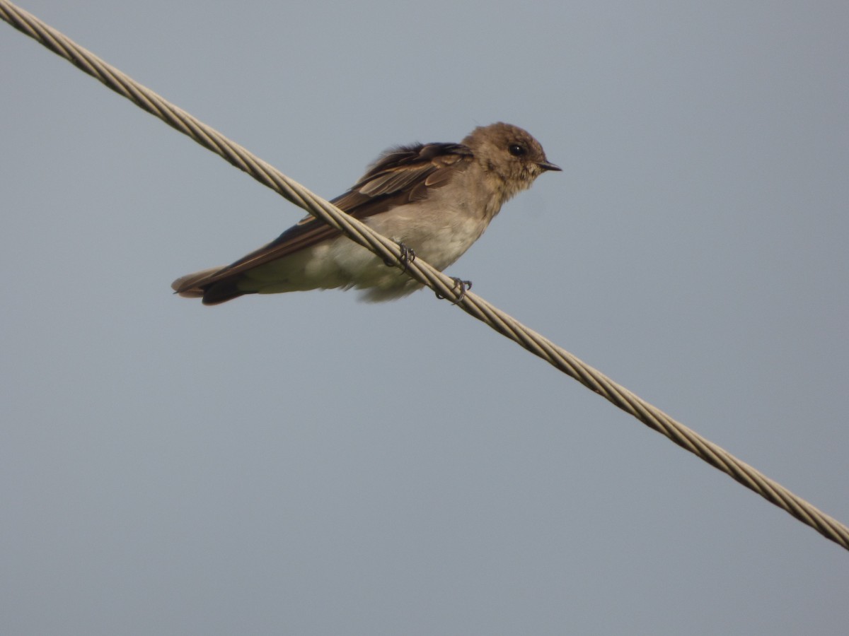 Northern Rough-winged Swallow - Rick Kittinger