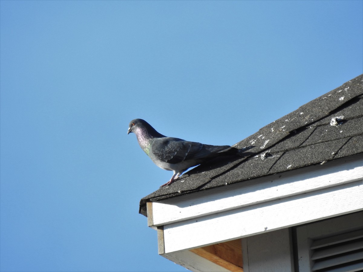 Rock Pigeon (Feral Pigeon) - ML315187871