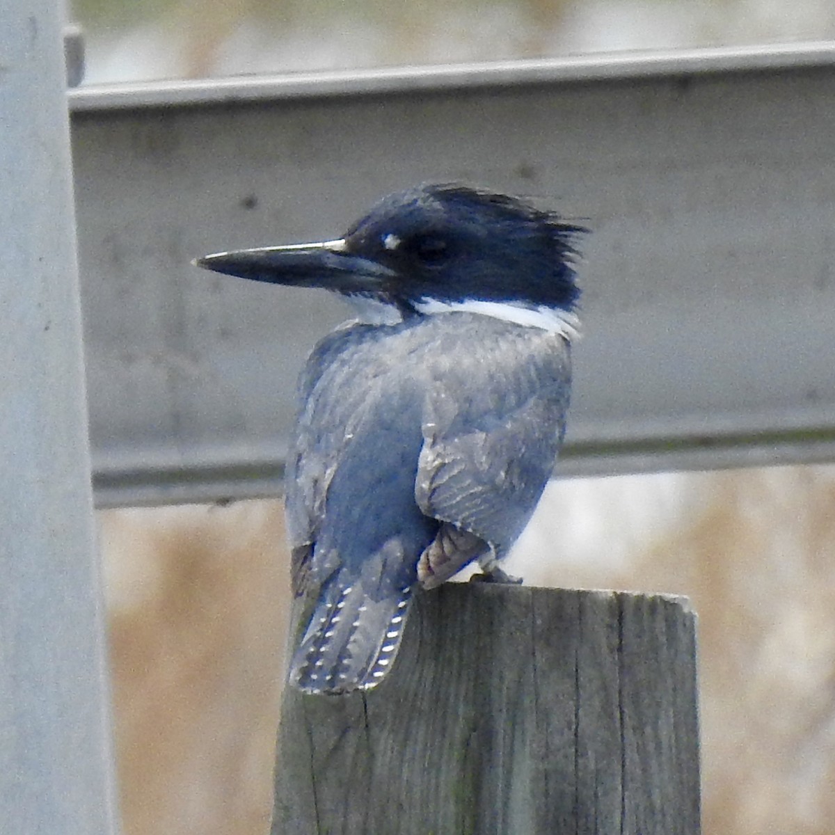 Belted Kingfisher - Laura Clark