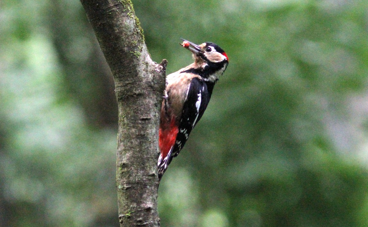 Great Spotted Woodpecker - Tom Beeke