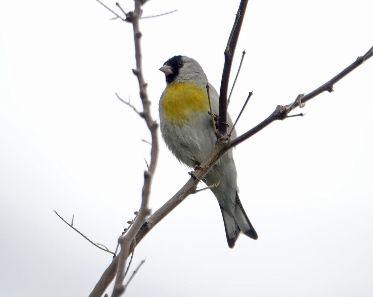 Lawrence's Goldfinch - ML315190131