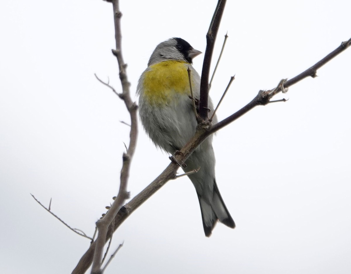 Lawrence's Goldfinch - ML315190141