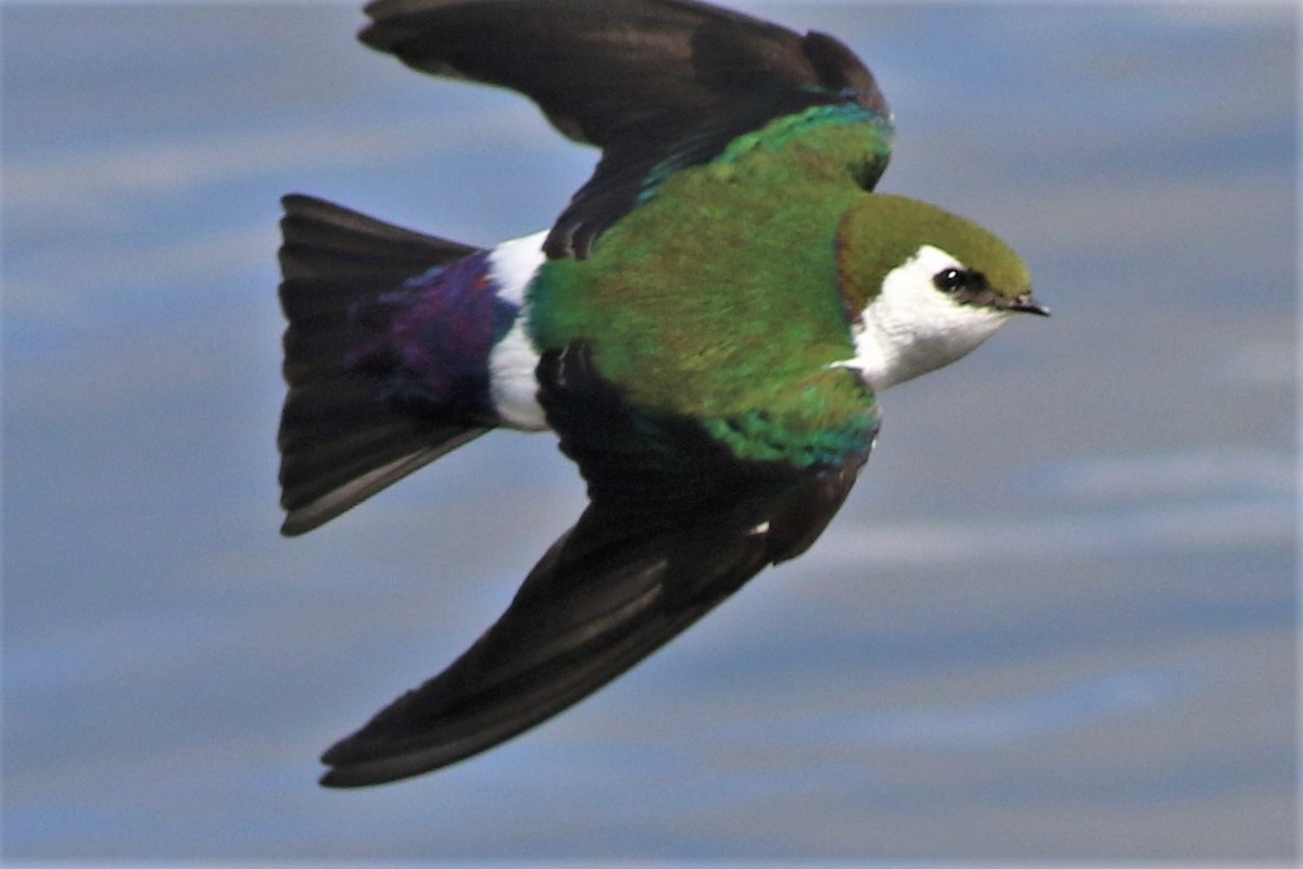 Violet-green Swallow - ML315191821