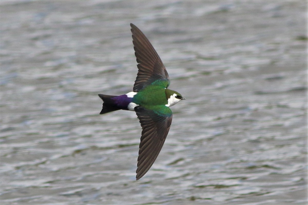 Violet-green Swallow - ML315191831