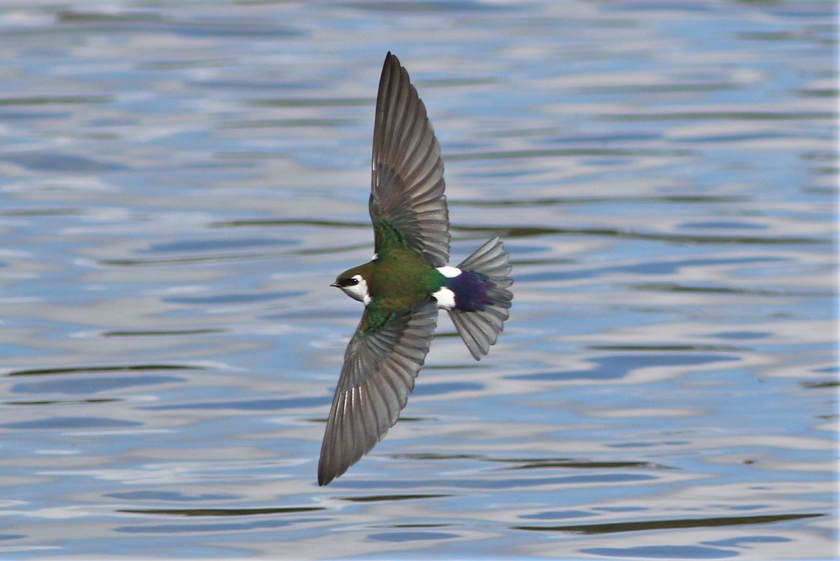 Violet-green Swallow - ML315191841