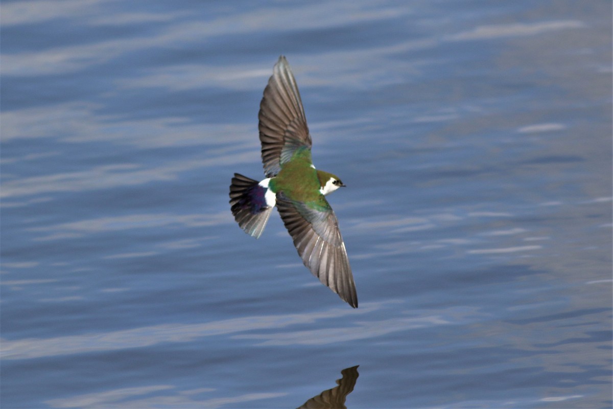 Violet-green Swallow - ML315191881