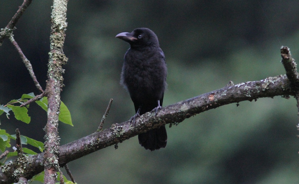 Large-billed Crow - Tom Beeke