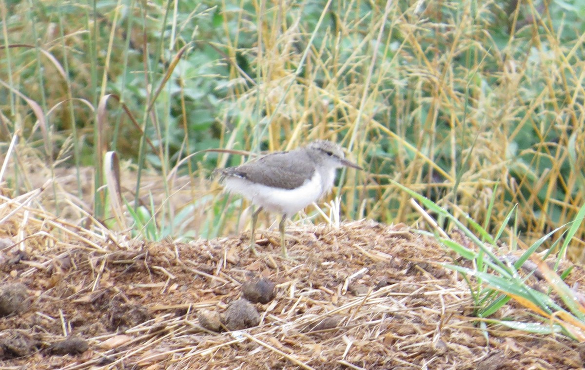Spotted Sandpiper - Jim Sweeney