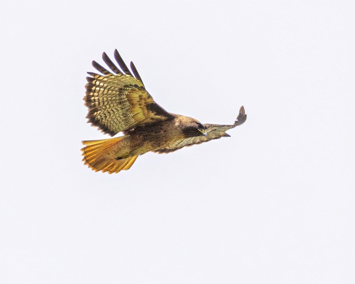 Red-tailed Hawk - ML315206081