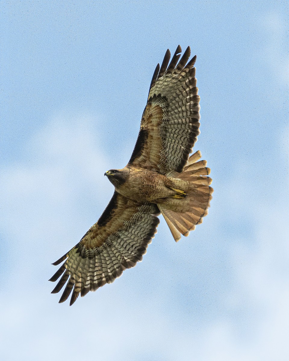 Red-tailed Hawk - James Kendall