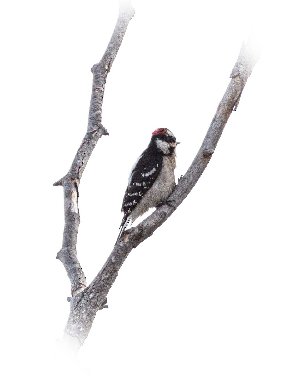 Downy Woodpecker - ML315206351