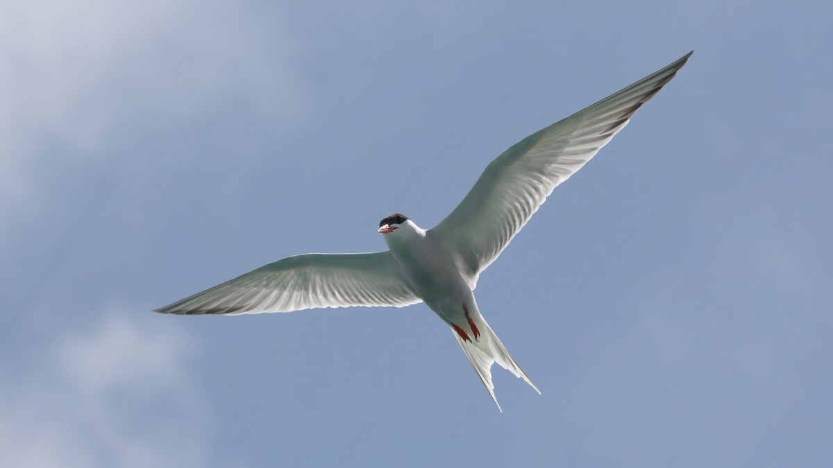 Common Tern - Neal Morris