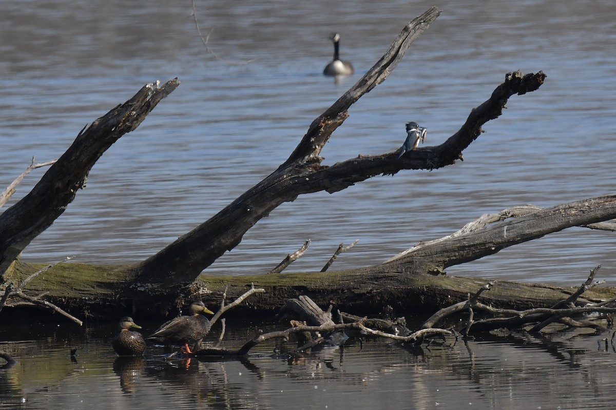 Belted Kingfisher - ML315207981