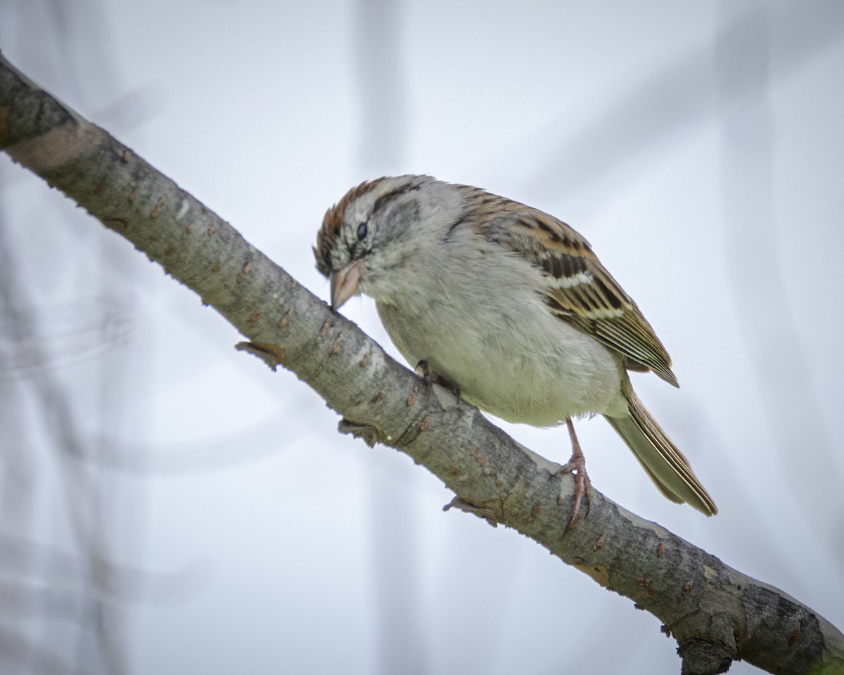 Chipping Sparrow - ML315209301