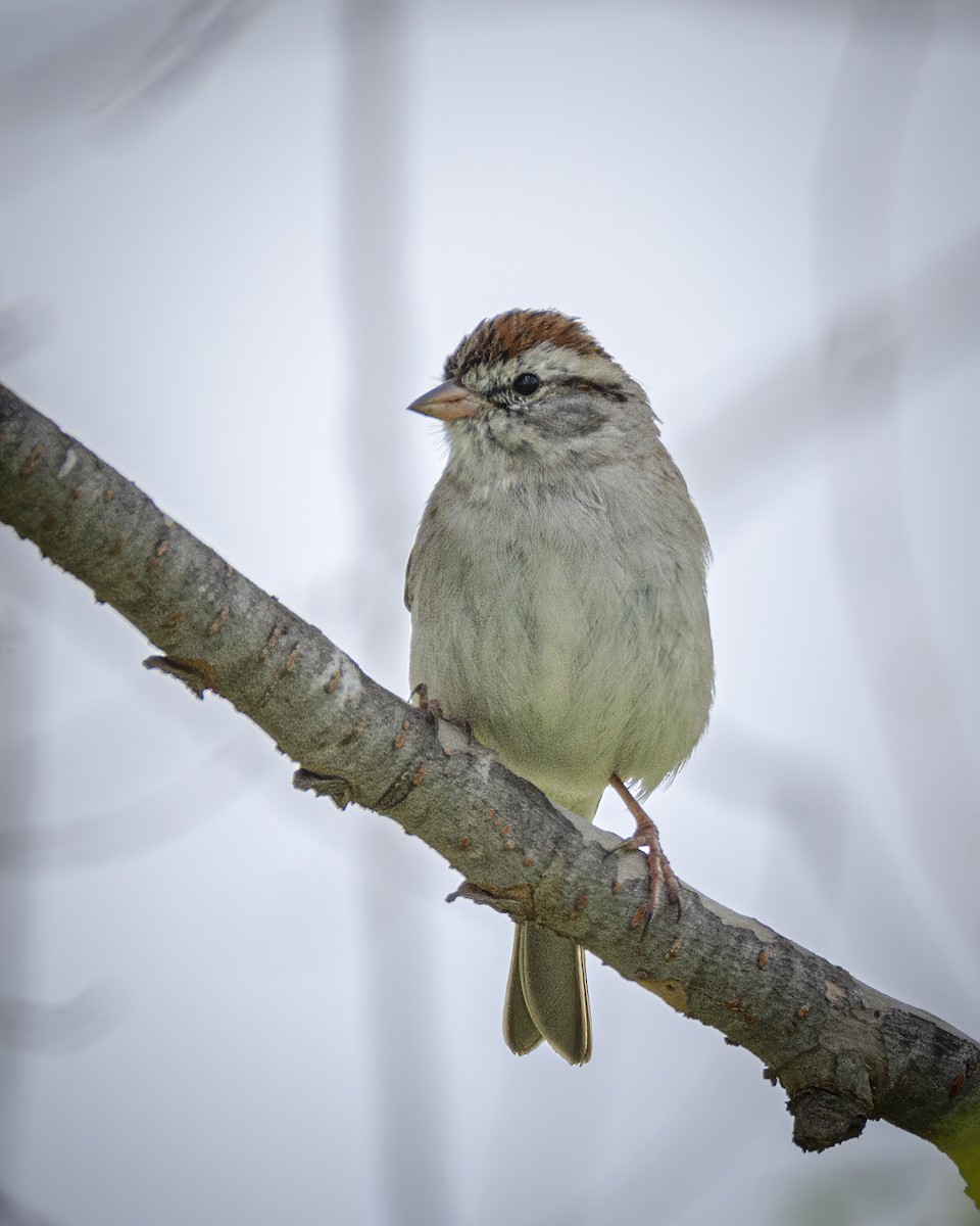 Chipping Sparrow - ML315209331